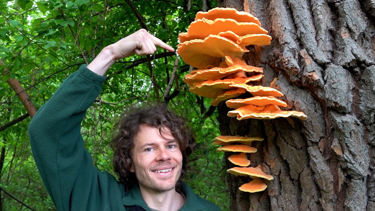 Traumfund Schwefelporling - Pilze und Wildkräuter sammeln im Mai