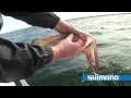 How to catch Squid "Part 1" - SHIMANO FISHING