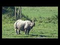 Kaziranga National Park famous for Rhino spotting - YouTube