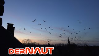 Dohlenritual am Abendhimmel - Jackdaw ritual in the evening sky | creative commons footage  4k