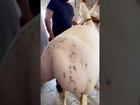 Beast Fat Tailed Sheep Pakistani Dumba 