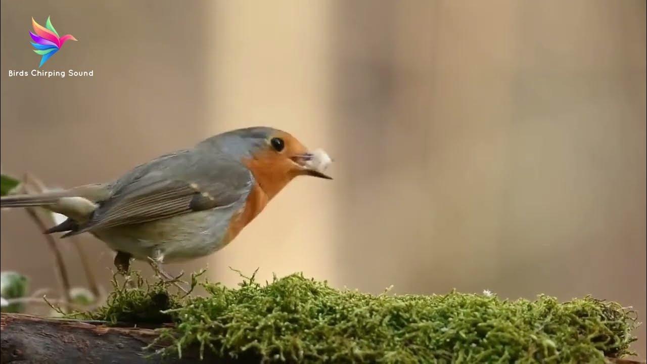 Birds Chirping Sound Music 3 minutes | Birds Chirping Sound Effect with