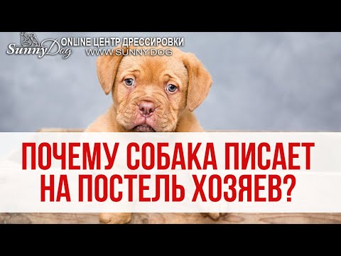 Что делать, если собака писает на постель хозяев? Причины. Как реагировать