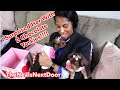 I Surprised Her With 2 Chocolate Yorkie Puppies | Best Valentine's Day Gift