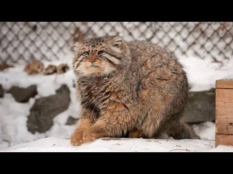 Pallas's cat is sharpening claws like playing piano