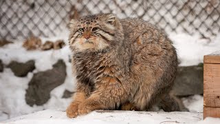 Pallas's cat is sharpening claws like playing piano by Manulization (Pallas's Cats) 57,764 views 1 month ago 14 seconds