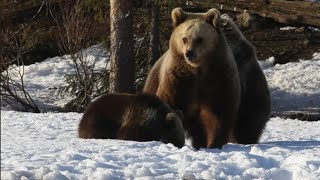 KarhuKuusamo  Karhunpennut keväthangilla