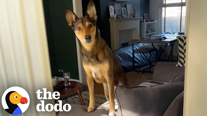 Terrified Rescue Dog Reunites With His Real Mom Years Later | The Dodo