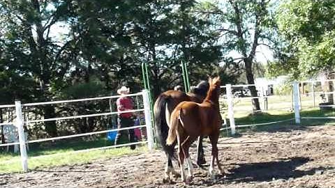 Delphi Keuring video.wmv