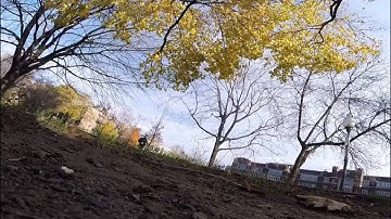 The squirrel takes the GoPro up the tree and drops it, but I catch it.