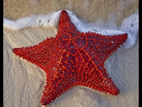 Starfish Are Radially Symmetrical Marine Creatures