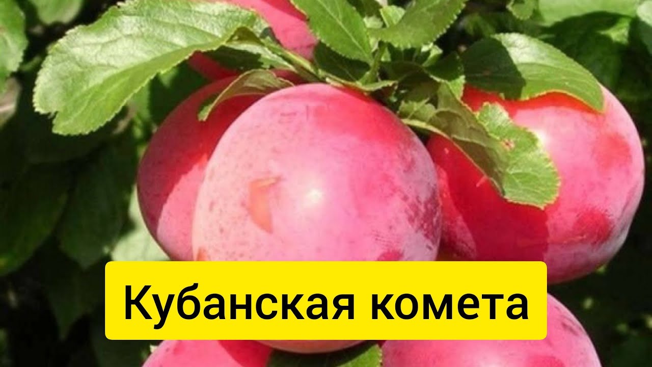 Алыча кубанская комета опылители морозостойкость. Сорт алычи Кубанская Комета. Айва Кубанская Комета. Кубанская Комета слива или алыча. Алыча злато скифов опылители Кубанская Комета.