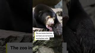 China Zoo Denies Sun Bear in Viral Video Is Human in Costume