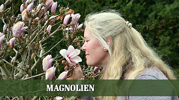 Wo ist der beste Platz für eine Magnolie?