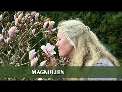 Video: Magnolie (23 Fotos): Beschreibung Der Bäume Und Ihrer Blüten, Bepflanzung. Outdoor-Pflege Von Magnolien. Was Ist Dieser Strauch Und Wo Wächst Er? Sorten Für Die Region Moskau Und Andere Regionen