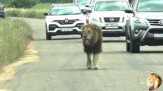 Brothers Of Casper The White Lion Patrol Their Territory by Africa Adventures 2,845 views 1 month ago 1 minute, 47 seconds