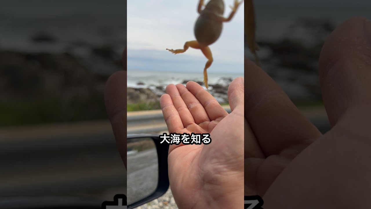 I tried to show a frog in a well the vast ocean. - YouTube