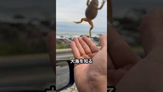 井の中の蛙に大海を知らせてみた