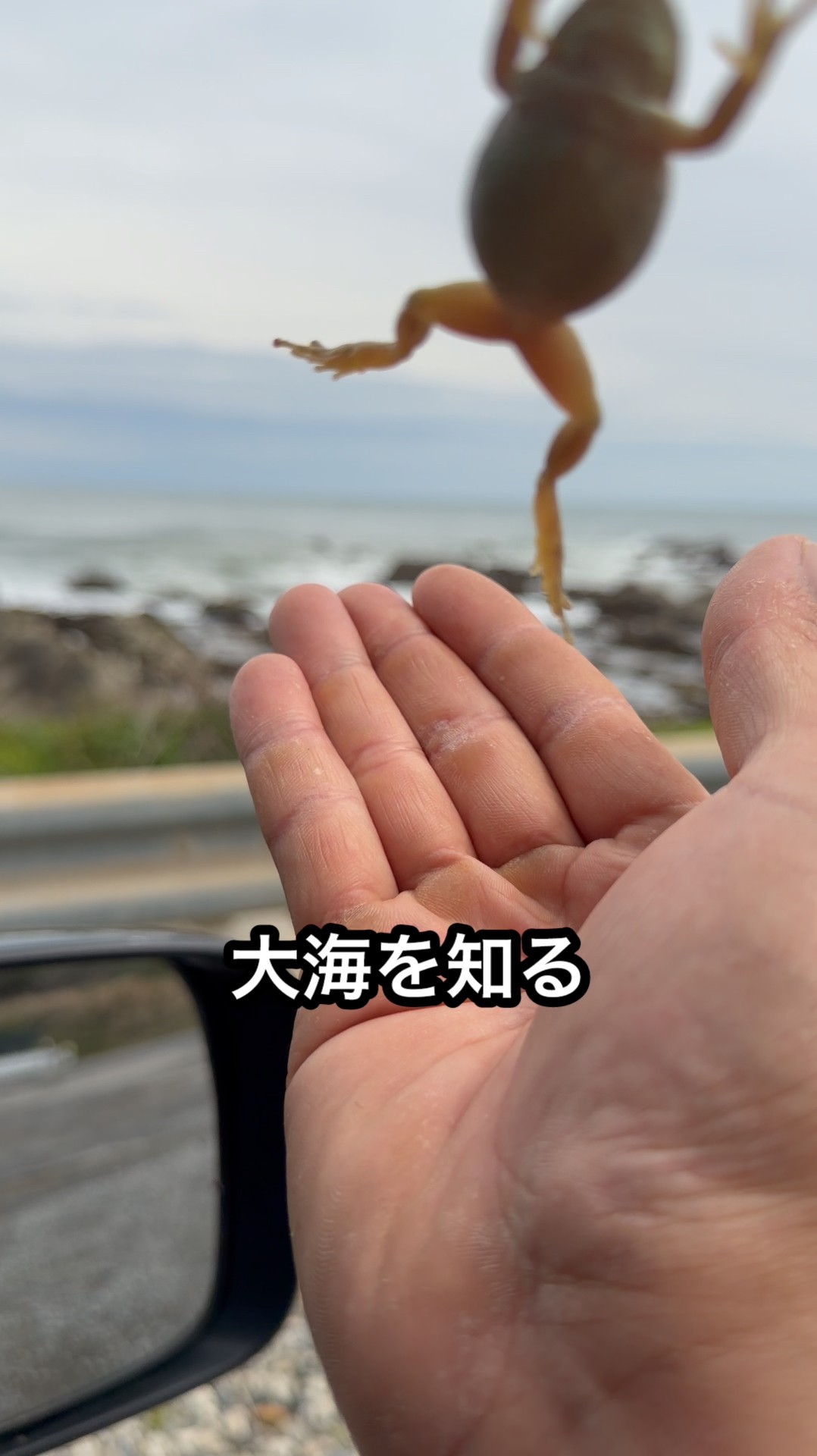 I tried to show a frog in a well the vast ocean. - YouTube