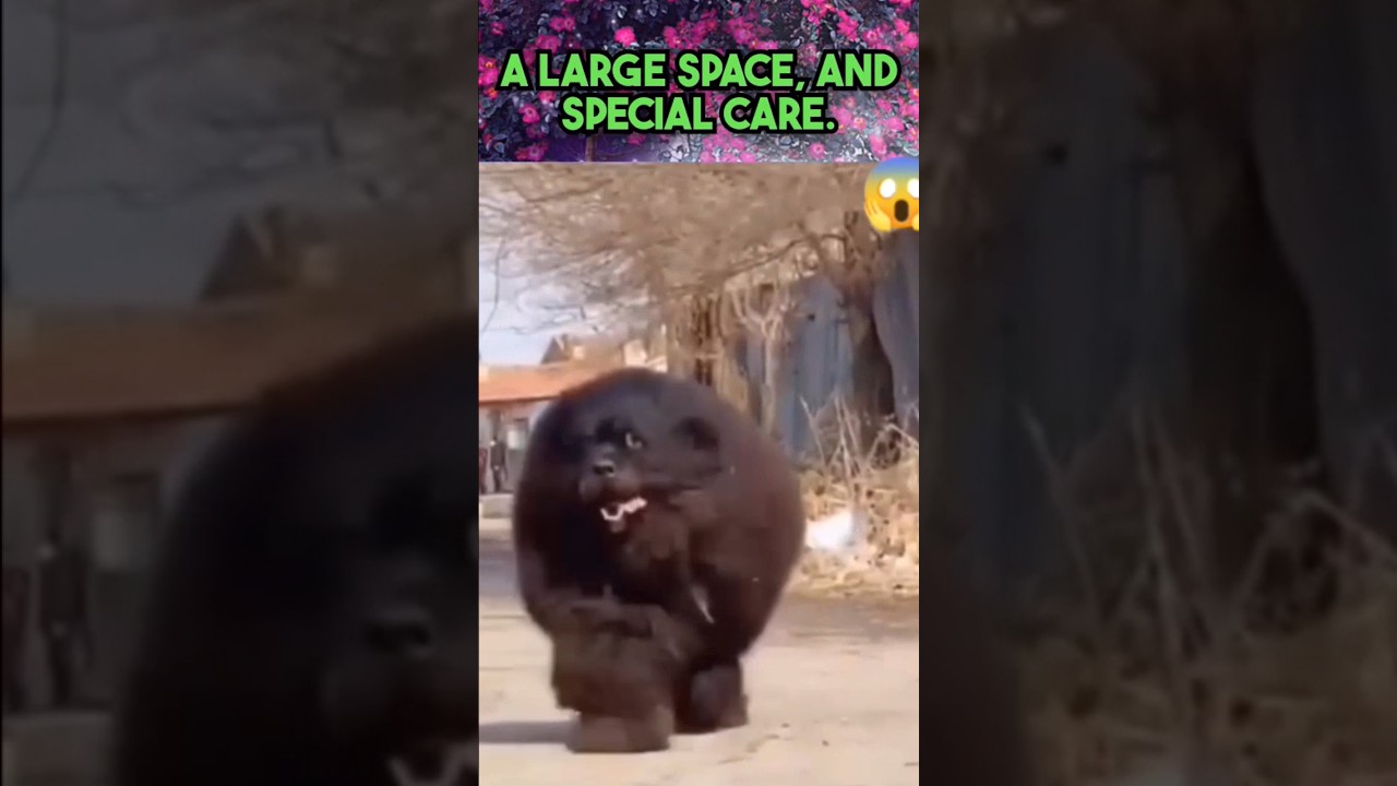 CANADIAN ESKIMO 🐶 DOG 