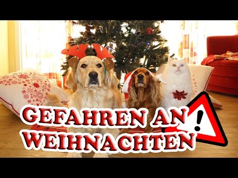 Gefahren an Weihnachten für Haustiere! Hund, Katze & Sittiche vor gefährlichen Situationen schützen!