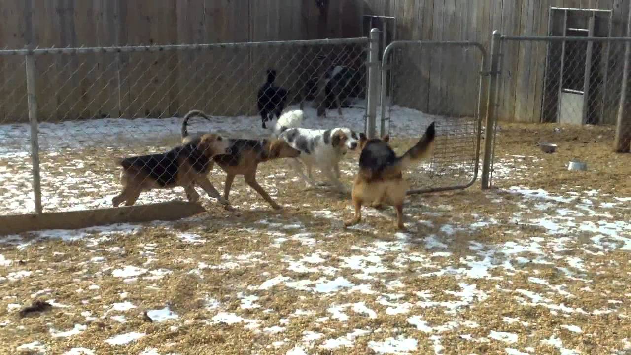 Cooper, Shaffer, Bentley, Nero, Hoagie, Lola, Taz, Charlie, Herman