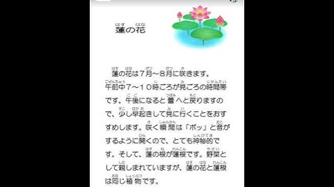 Luyện nghe tiếng Nhật mỗi ngày: 蓮の花