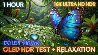 8K HDR Sunflower with Water Drop 1 Hour 🌻Golden Sunrise Desert & Mountains | Relaxing Nature Ambie. screenshot 4