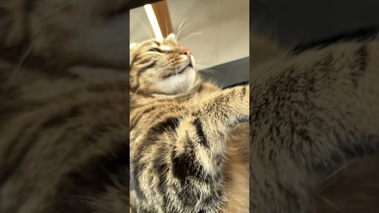 ASMR Finger POV -  Lotte our cat  - 