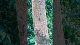 Download Lagu Countryside VIBE - Cicada | The Loudest Insect On Earth #cicada #sound #nature #viralshort MP3