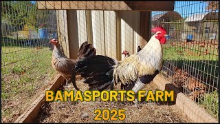 Bufalo Game Farm 20/10/2025 - Bamasports Farm ✈️🚙🇺🇲🐓🐓🐓🇲🇽🚙✈️