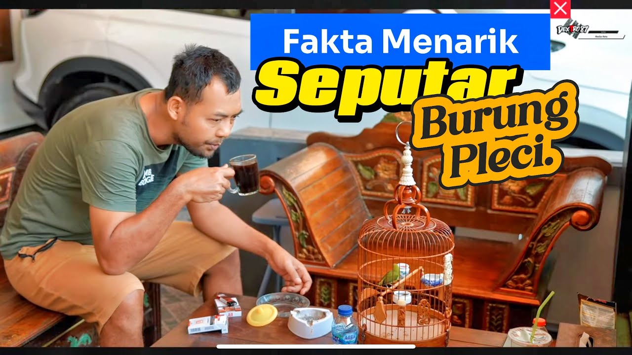 FAKTA BURUNG PLECI BISA NEMBAK ISIAN(ADA TIPS NYA1!)Dan gak semua Pleci bisa????