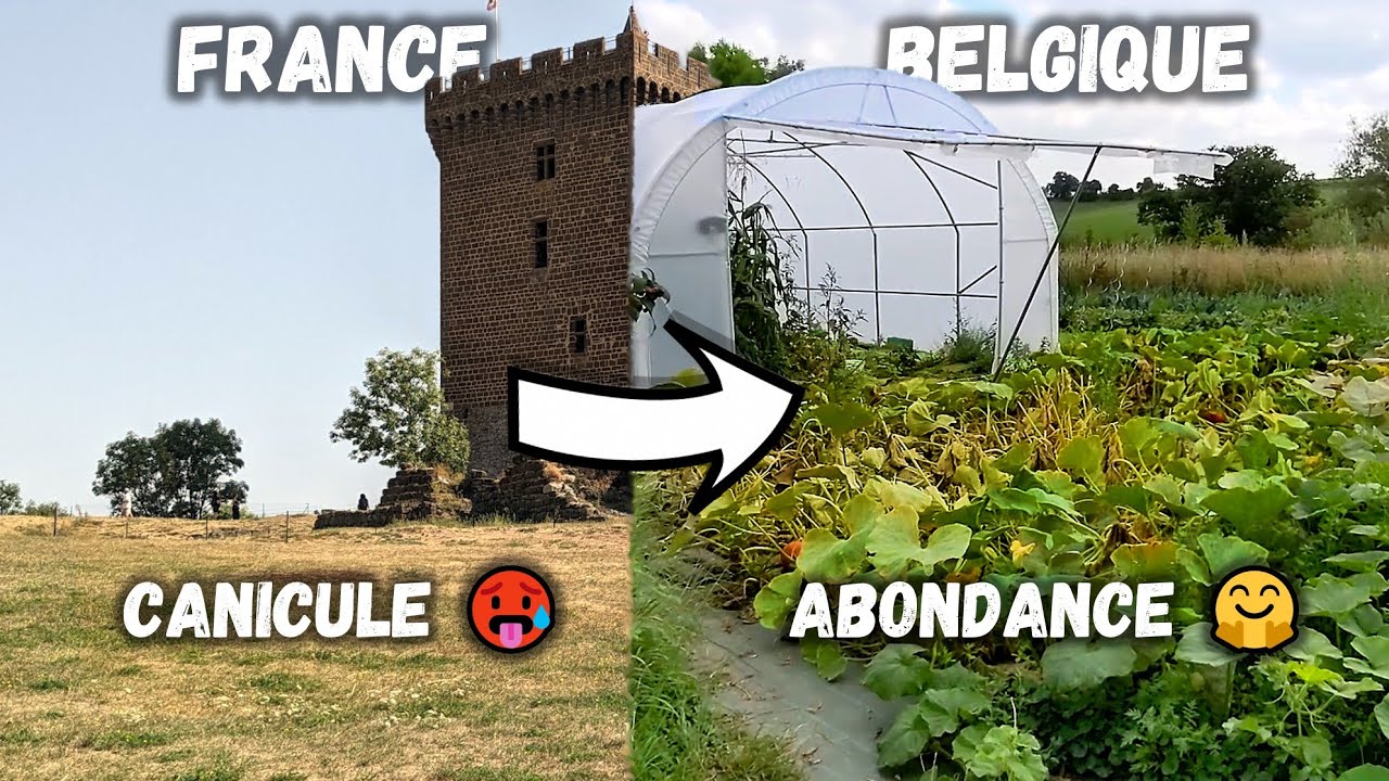 Que faire au potager après 2 semaines d’absence ? Bon gestes et récoltes (35 kg de tomates 🍅 !)