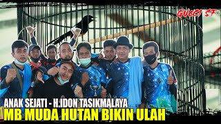 MURAI BATU MUDA HUTAN BIKIN ULAH