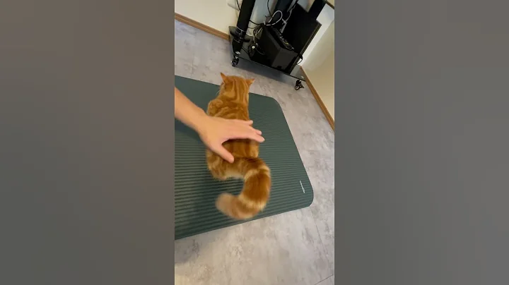 Watch the video about Tail Up, Confidence On! Coo the Munchkin Struts Her Stuff