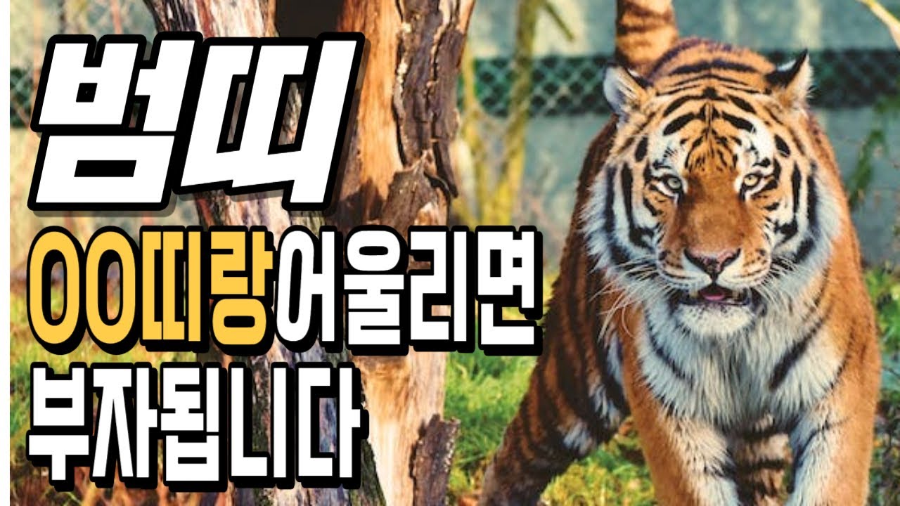 범띠! OO띠랑 어울리면 부자 됩니다! 범띠에게 가장 좋은 귀인띠! [운곡스님의 점찰이야기]