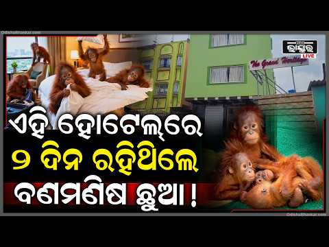ହୋଟେଲରେ ପଶିଲା ପୋଲିସ, ୫ ଜଣଙ୍କୁ ସିଧା ଥାନାକୁ ନେଇଗଲା.. ଏଇଠି ବଣ ମଣିଷ  I Orangutan case