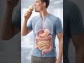 What Happens to Ice Cream Inside Your Body? (3D Medical Animation