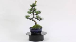 育てやすい五葉松 太鼓鉢