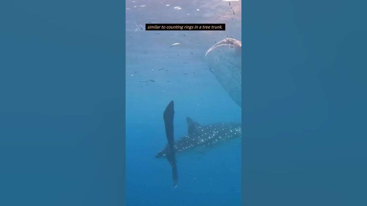 How Old Can Whale Sharks Become? #shorts #whalesharks #sharks #