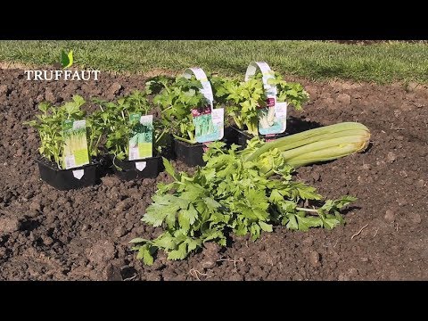 Vidéo: Instructions de plantation de céleri - En savoir plus sur la profondeur et l'espacement des plantes pour le céleri