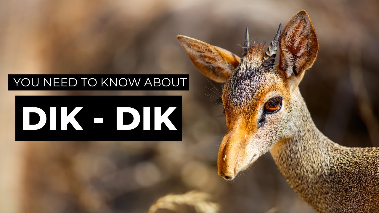 Dik-Dik 🦌 Africa's Miniature Antelope | The Wise Hub