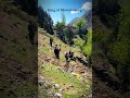 King of mountain yak.  #nature #wildlifeentertainment #entertainment #mountains #explore #shorts
