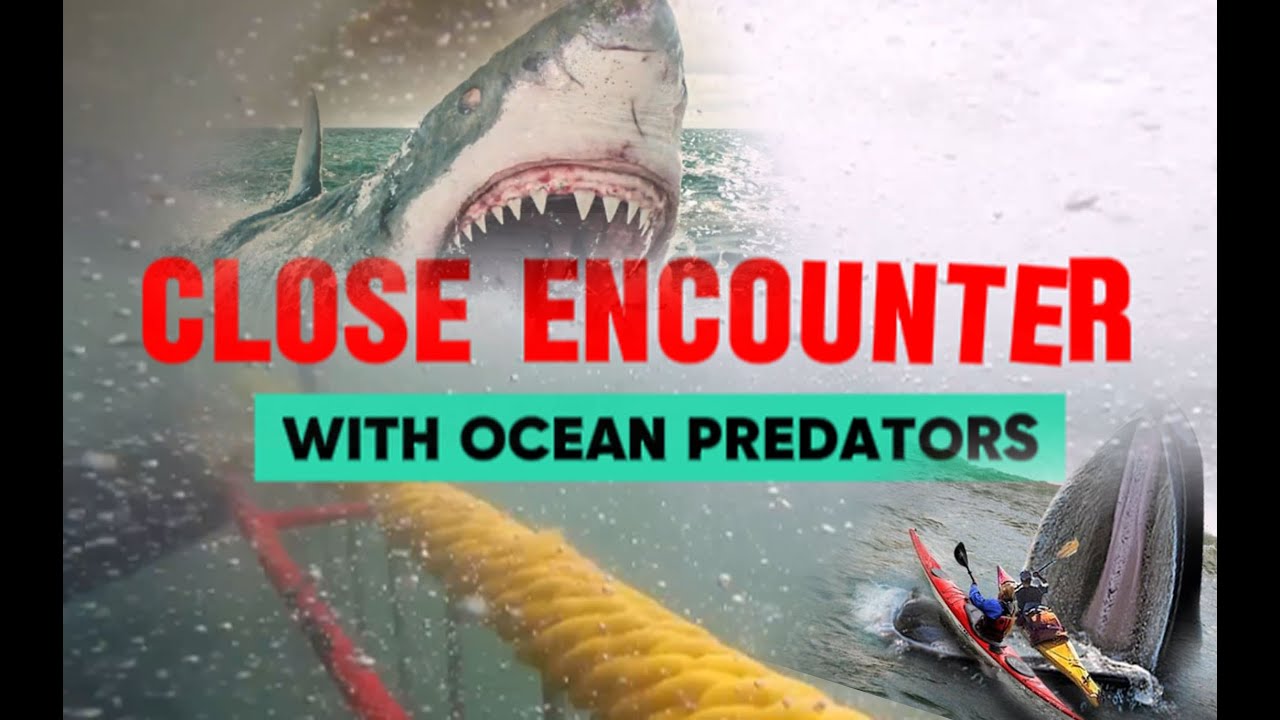 Shocking Encounter with Ocean Predators ! NO ANIMAL WERE HARMED IN THIS