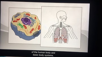 Chapter 3.1 Building blocks of the human body
