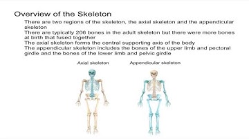 Axial and Appendicular Skeleton