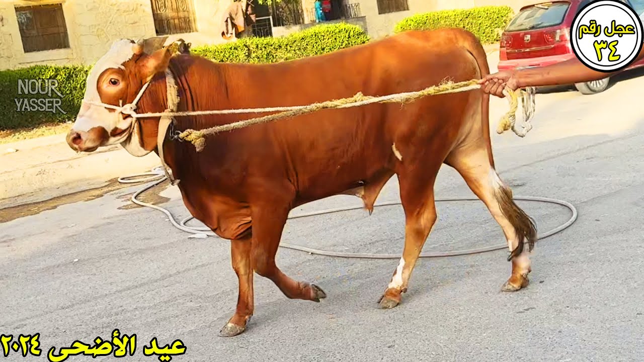 ذبح عجل ثقيل ثاني ايام العيد عجل رقم 34 | جزارة الصفا والمروة 2024 ...