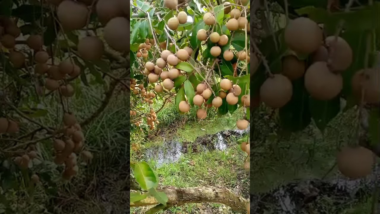 ขึ้นเก็บลำไย