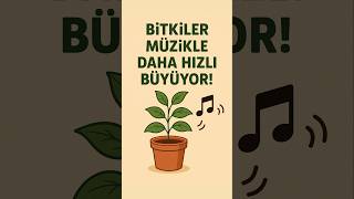 Bitkiler Müzikle Daha Hızlı Büyüyor Byi̇statistikçi