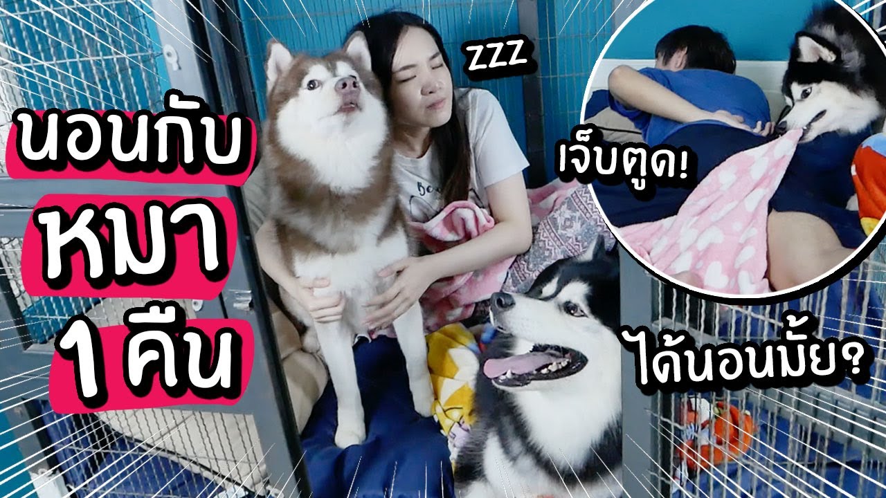 นอนกับหมาสติแตก 1 คืน! นอนในกรงหมา! // จะได้นอนมั้ย?